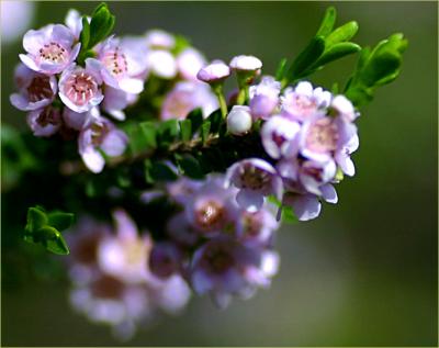 Thryptomene in the morning