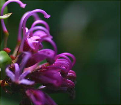 grevillea