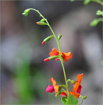 Chorizema cordatum or Flame Pea