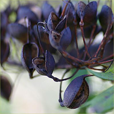 Grevillea robusta pods