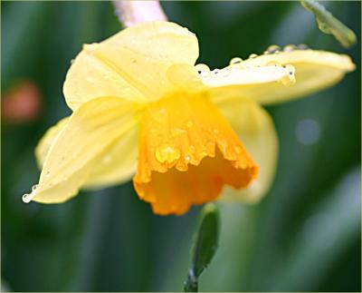 v3/49/99249/3/49628451.Yellowdaffodilmacro2.jpg