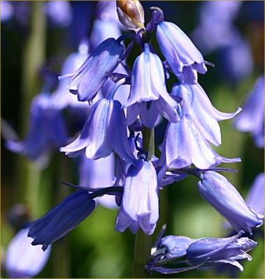 Bluebells   (Endymions)