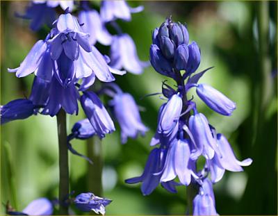 v3/49/99249/3/49900847.Bluebellsmacro3.jpg