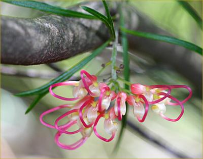 Grevillea