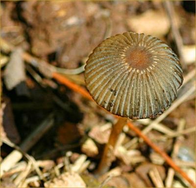 Coprinus plicatilis