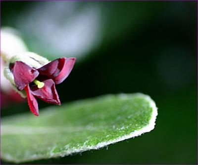 Pittosporum