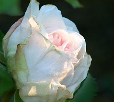 Souvenir de la Malmaison rosebud