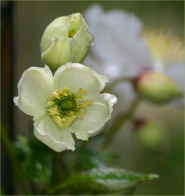 Clematis