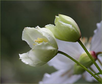 Clematis