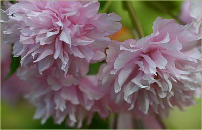 Flowering cherry