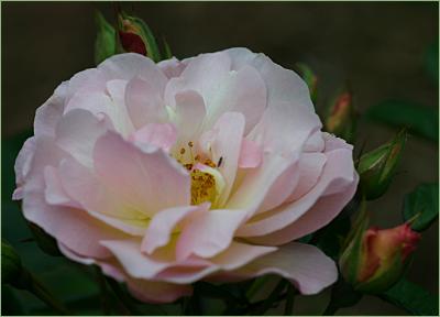 v3/49/99249/3/50921995.Penelopemacro3.jpg