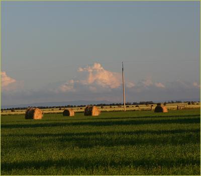 v3/49/99249/3/51007475.BalesofOatHaynearMallala1.jpg