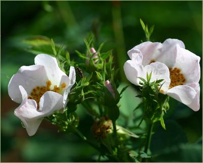 v3/49/99249/3/51012624.RosacaninagrowingatZerks.jpg