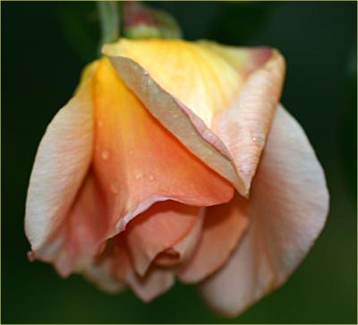 v3/49/99249/3/51052015.Crepusculemacro3.jpg