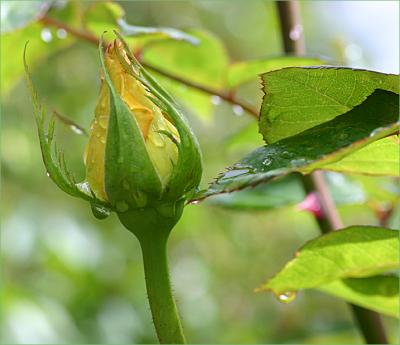 v3/49/99249/3/51083226.HelmutSchmidtrosebudmacro3.jpg