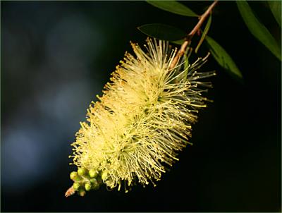 Callistemon salignus