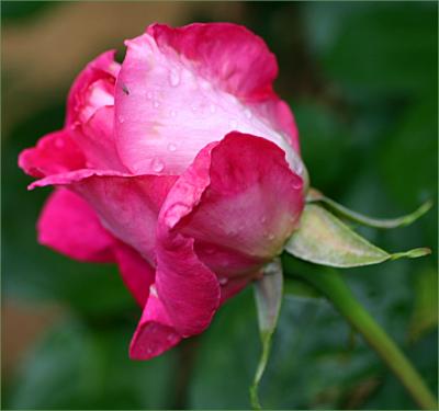 Baronne E. Rothschild rosebud