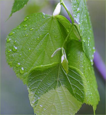 v3/49/99249/3/51200927.LindenTreewetleavesmacro1.jpg