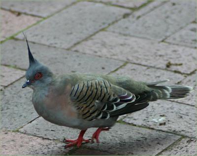  Pigeon company for lunch