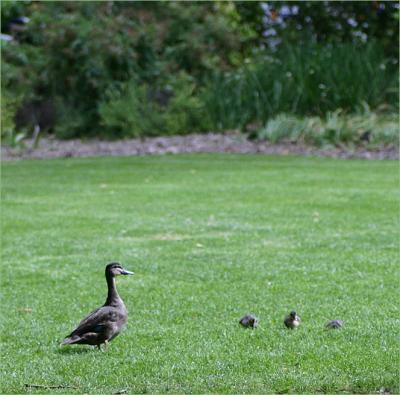Mother Duck  ducklings