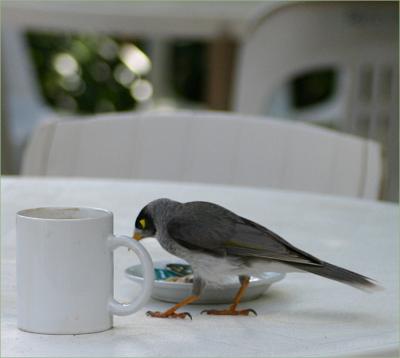 Noisy Mynah checking the table