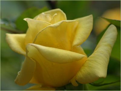 v3/49/99249/3/51484011.HelmutSchmidtglareadjustedmacro1.jpg