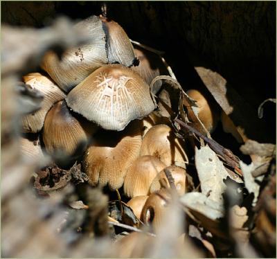 Colony of fungi feeding inside treetrunk