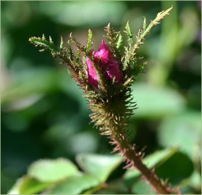 Mossy rosebud...