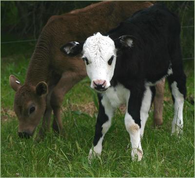 Two new calves