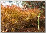 Colourful hedge near old church