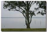 Eagle Point  - Black Swans - 1jpg.jpg