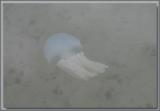 Eagle Point - jetty - 6 JELLYFISH  .jpg