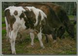Three steers