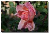 Swan Hill - a rose growing in Pioneer Village.jpg