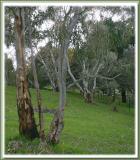 Grassy horse yard