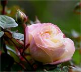 Marie van Houtte rose  & bud