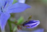 Campanula bud