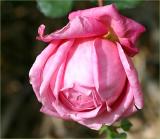 Mrs. B.R. Cant unfurling bud