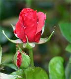 Fragrant Cloud rosebud