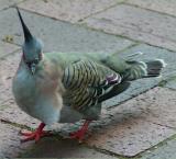 Pigeon lunch guest