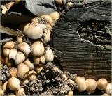 Fungi living off tree stump