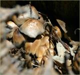 Colony of fungi feeding inside treetrunk