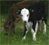 Two new calves