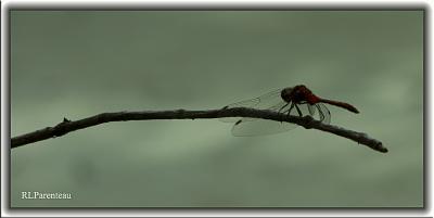DragonflyRed05a.jpg