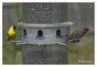 Finch and Sparrow 05.jpg