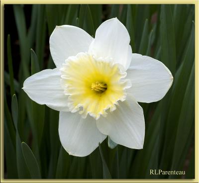 Daffodil2005.jpg