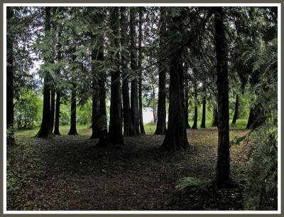 Cool and shady forest.