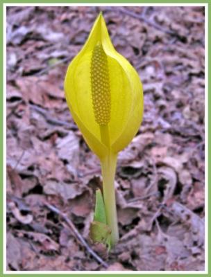 Lord of the swamp, the skunk cabbage.