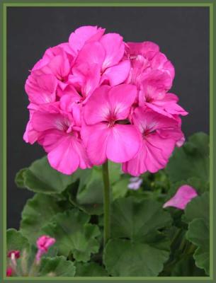 Geranium redus perfectus.