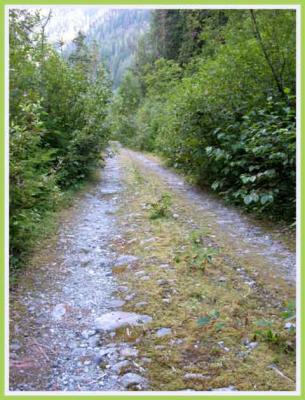 The forest will soon reclaim this road.